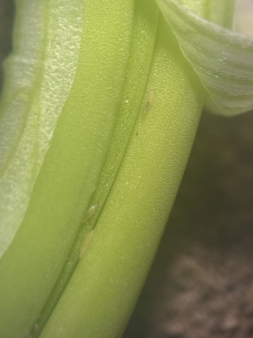 Hoja de cebolla
