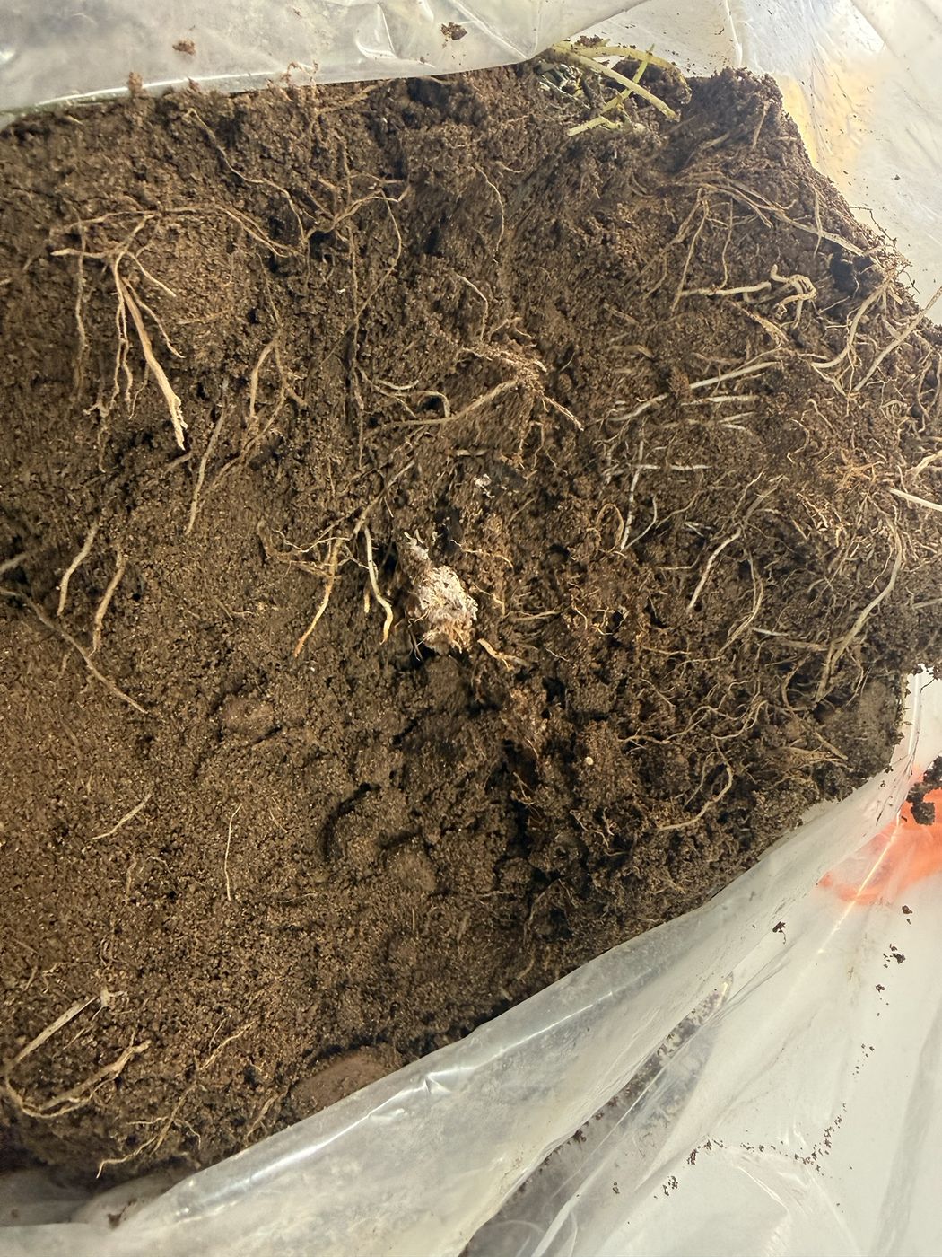 Tierra húmeda con raicillas en una bolsa